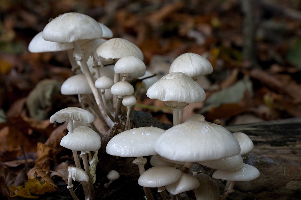 paddenstoel paddenstoelen paddestoel paddestoelen schimmel zwam schimmels zwammen hdr paddo paddos champignon champignons herfst najaar